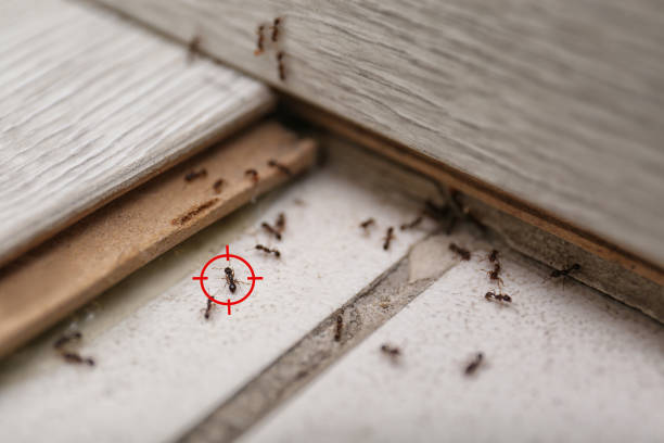 Best Pest Prevention Services  in Lockport, IL