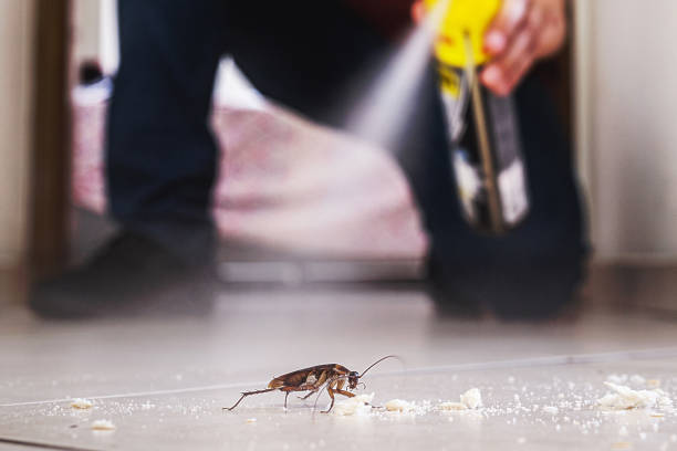 Trusted Lockport, IL Pest Control Experts