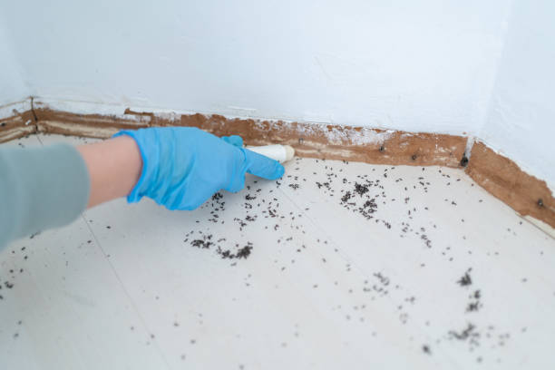 Best Ant Control Services  in Lockport, IL